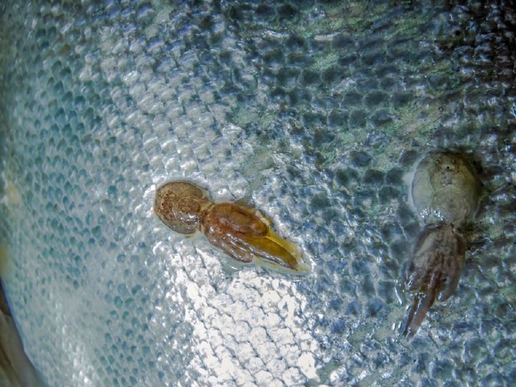 Piojo de mar