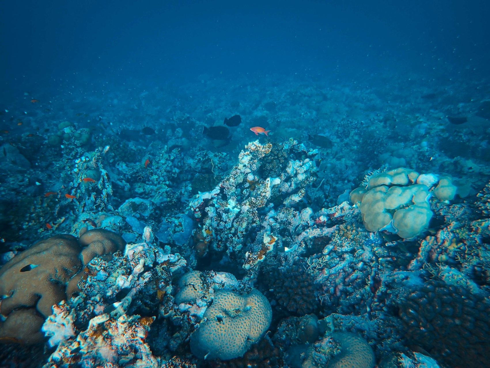 Calentamiento Oceánico